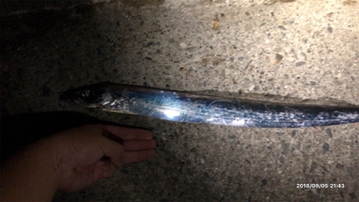 ワームでタチウオ