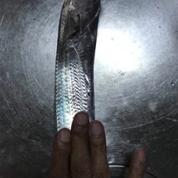 ケンサキ不在…なんとかタチウオGETσ(^_^;)