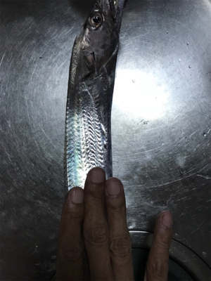 ケンサキ不在…なんとかタチウオGETσ(^_^;)