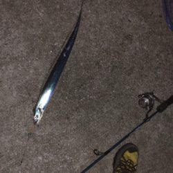 人工島で今年初タチウオ!