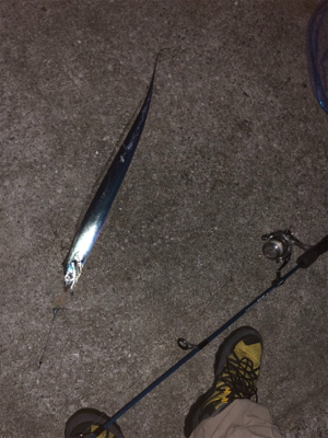 人工島で今年初タチウオ！