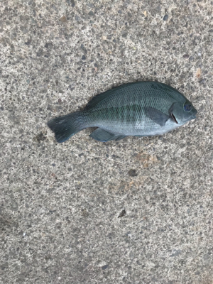 大磯港でサビキ釣り