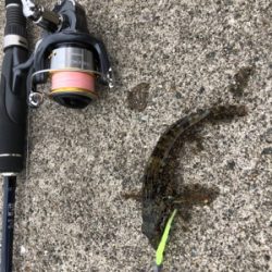 台風後の濁りの様子を見るついでに釣り◎