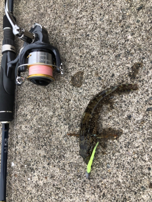 台風後の濁りの様子を見るついでに釣り◎