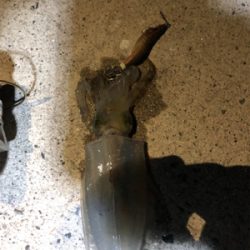 仕事終わりのエギング