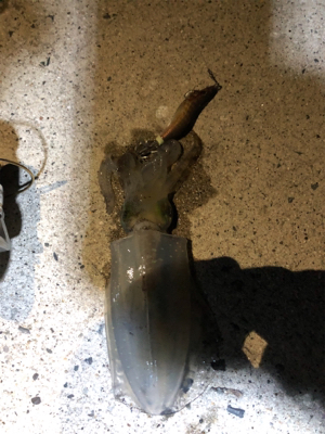 仕事終わりのエギング