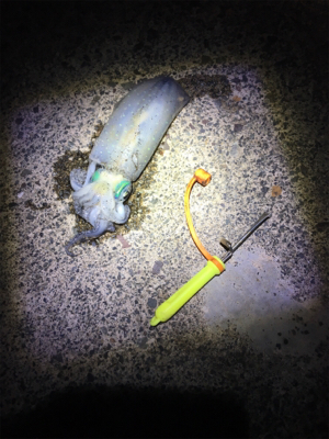 台風後のイカ調査