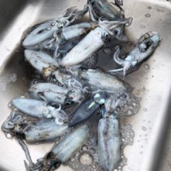 雨中のエギング