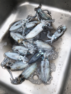 雨中のエギング