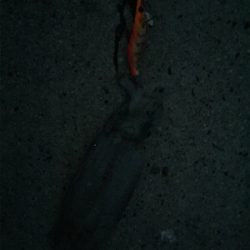 手のひらサイズ二杯