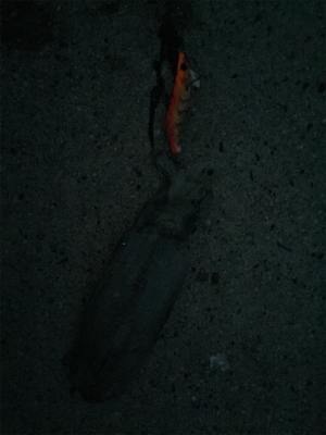 手のひらサイズ二杯