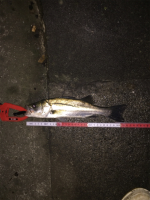 様子見のつもりが...