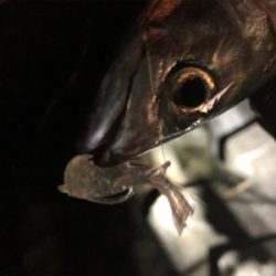 ライトゲーム！