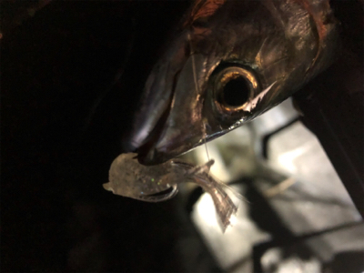 ライトゲーム！