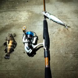 久しぶりに青物