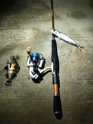 久しぶりに青物