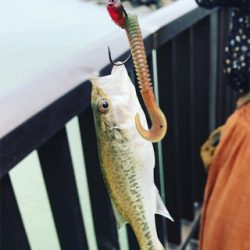 トラウトタックルでバス