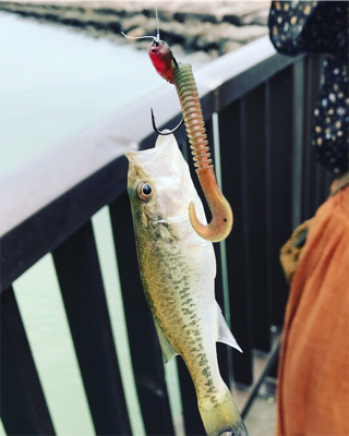 トラウトタックルでバス