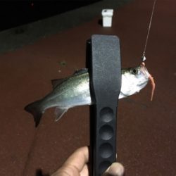 初めてのゲスト