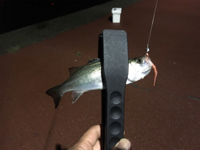 初めてのゲスト