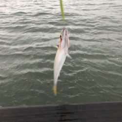 ホームで初タチウオ