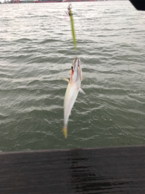 ホームで初タチウオ