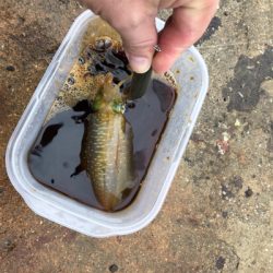 今シーズン初エギング