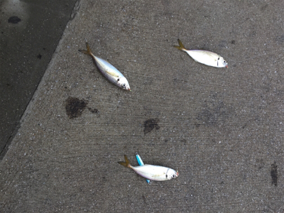 暇つぶしにダイソー縛りでジグサビキ