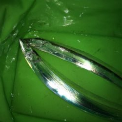 台風後の調査！