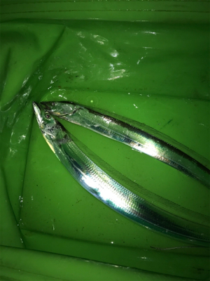 台風後の調査！