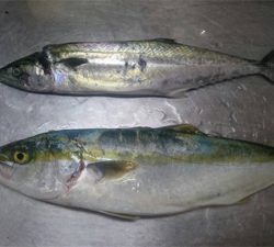 爆釣！！！！！！