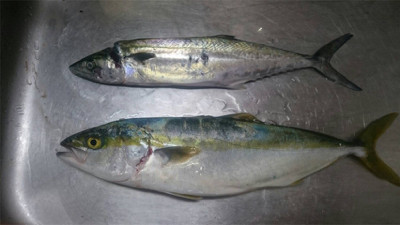 爆釣！！！！！！