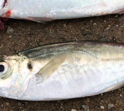小雨のうちのサバ祭り(^^)♪