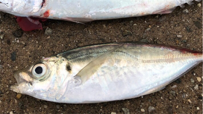 小雨のうちのサバ祭り(^^)♪