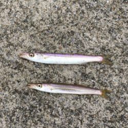 コスモでジグサビキ