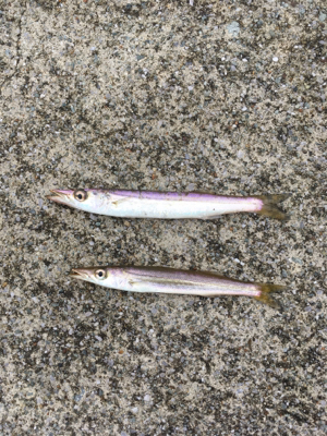 コスモでジグサビキ