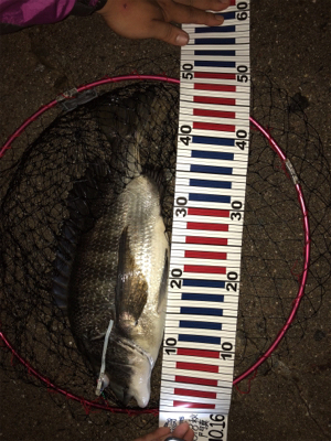 夢舞大橋付近です