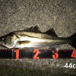 活性高い シーバス