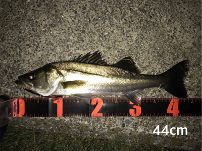 活性高い シーバス