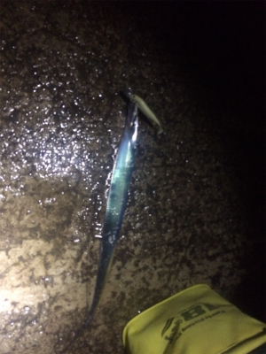 まだまだ小さい