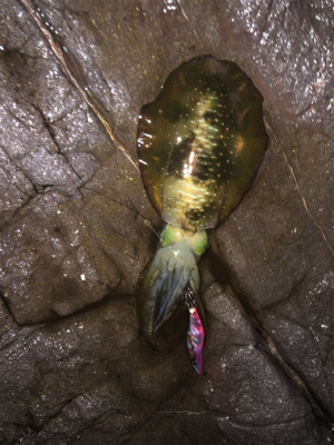 アオリイカ、今年も無事開幕！