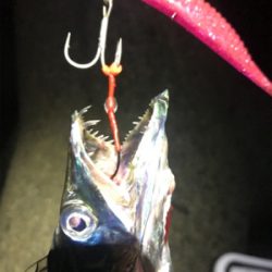 気まぐれタチ！