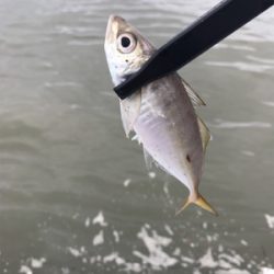 オカズ確保指令（笑）