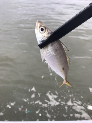 オカズ確保指令（笑）