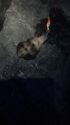 雨でしたが、本場はやはり違いますね。