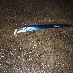 ルアーでタチウオ3GET