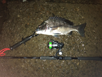 チヌ釣り