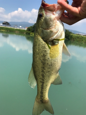 旧吉野川最上流