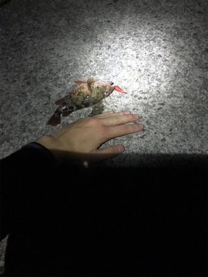 最終日御所浦釣行