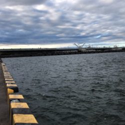 今日はサビキで。